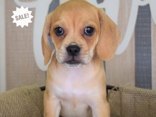 Puggle-DOG-Female-Fawn-3190-Petland Lee's Summit, MO