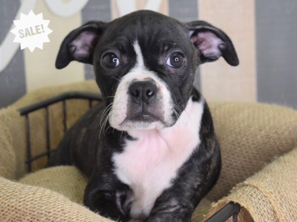 Boggle-DOG-Male-Black Brindle and White-3193-Petland Lee's Summit, MO