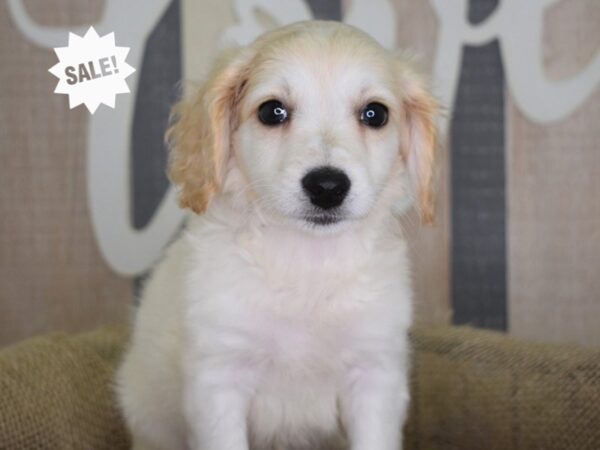 Bichonpoo-DOG-Female-Cream-3192-Petland Lee's Summit, MO