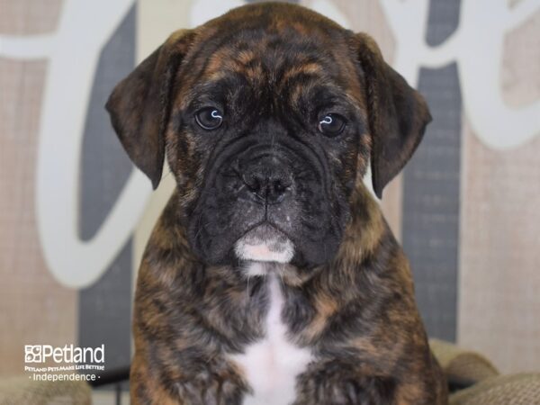 Olde English Bulldogge-DOG-Male-Brindle & White-3305-Petland Lee's Summit, MO