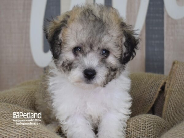 Bichon Poo-DOG-Male-Sable and White-3311-Petland Lee's Summit, MO