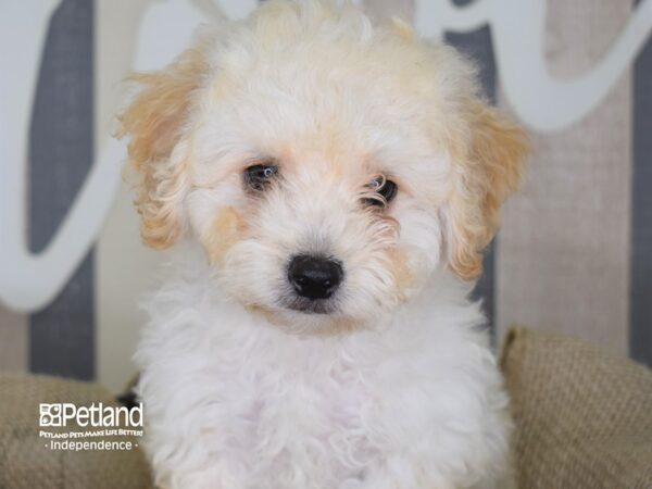 Bichon Poo-DOG-Female-Cream-3312-Petland Lee's Summit, MO