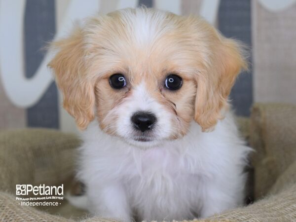 Cavachon-DOG-Male-Tan & White-3313-Petland Lee's Summit, MO