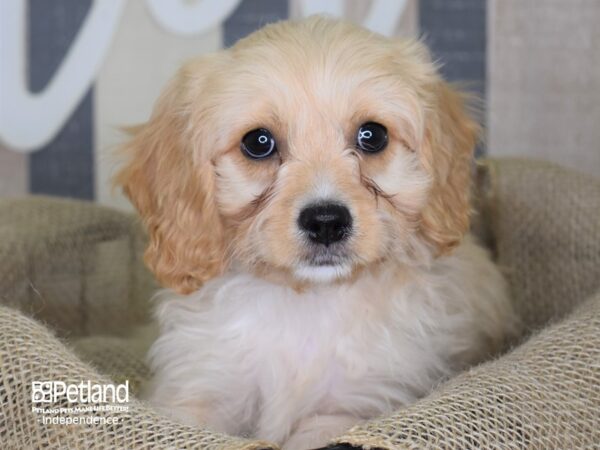 Cavachon-DOG-Female-Tan-3314-Petland Lee's Summit, MO