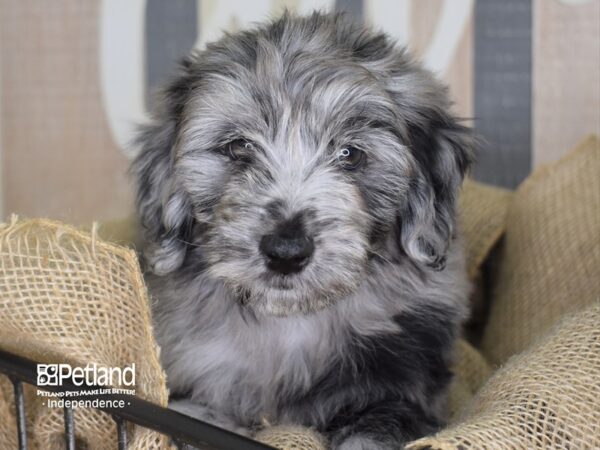 Miniature Aussiedoodle-DOG-Male-Blue Merle-3315-Petland Lee's Summit, MO