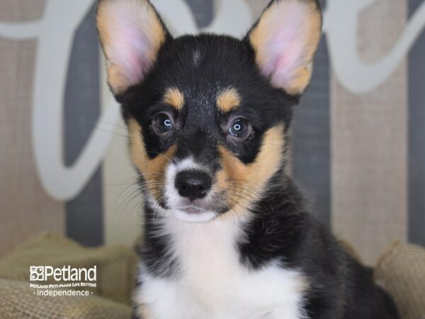 Pembroke Welsh Corgi-DOG-Female-Black and Tan-3309-Petland Lee's Summit, MO