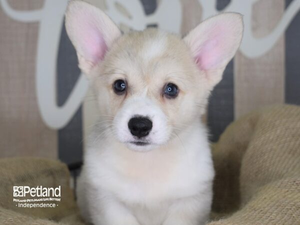 Pembroke Welsh Corgi-DOG-Male-Fawn-3306-Petland Lee's Summit, MO