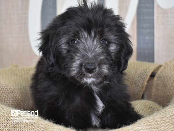 Miniature Aussiedoodle-DOG-Female-Black-3317-Petland Lee's Summit, MO