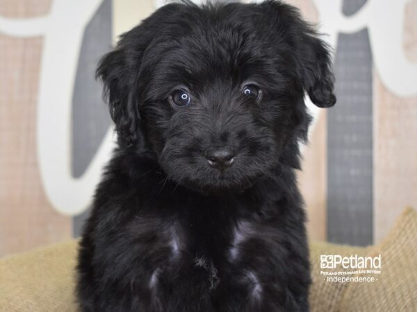 Miniature Aussiedoodle-DOG-Male-Black-3316-Petland Lee's Summit, MO