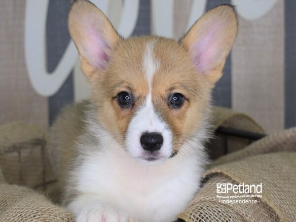 Pembroke Welsh Corgi-DOG-Female-Sable-3307-Petland Lee's Summit, MO