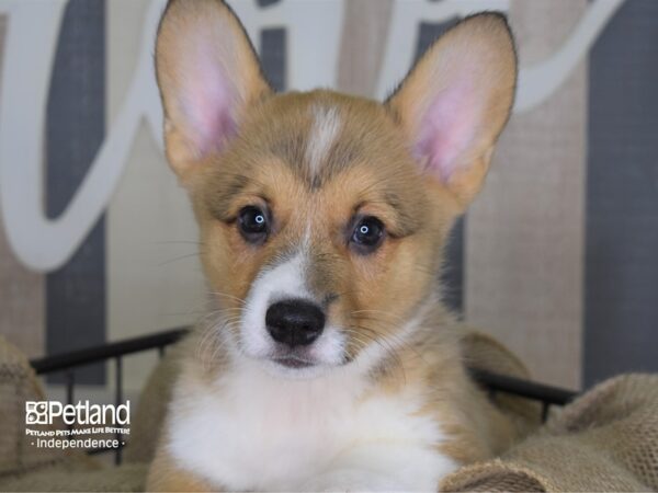 Pembroke Welsh Corgi-DOG-Male-Sable-3308-Petland Lee's Summit, MO