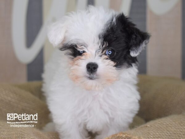 Malti Poo-DOG-Female-Black and White-3285-Petland Lee's Summit, MO