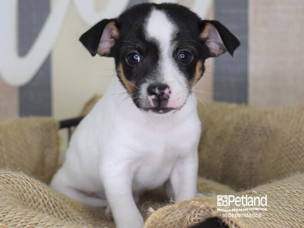 Jack Chi-DOG-Male-Black & White-3320-Petland Lee's Summit, MO