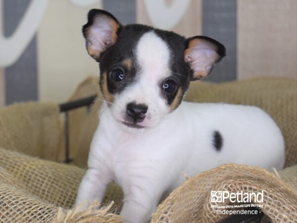 Jack Chi-DOG-Male-Black & White-3319-Petland Lee's Summit, MO