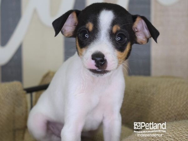Jack Chi-DOG-Male-Black & White-3318-Petland Lee's Summit, MO