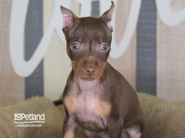 Miniature Pinscher-DOG-Male-Chocolate-3325-Petland Lee's Summit, MO
