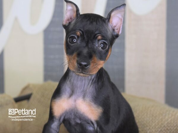 Miniature Pinscher-DOG-Male-Black and Rust-3324-Petland Lee's Summit, MO