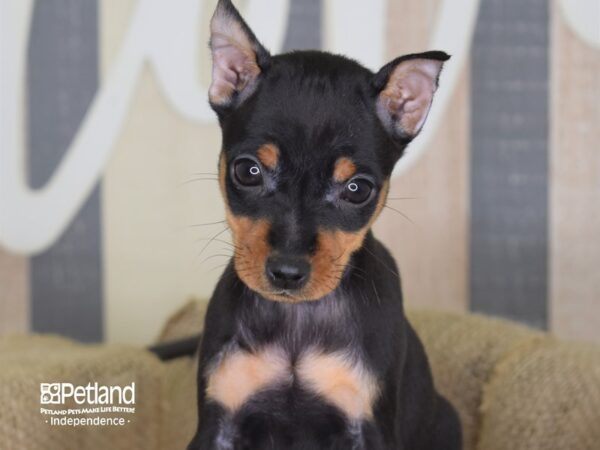 Miniature Pinscher-DOG-Female-Black and Rust-3323-Petland Lee's Summit, MO