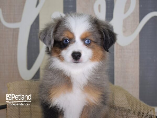 Toy Australian Shepherd-DOG-Male-Blue Merle-3327-Petland Lee's Summit, MO
