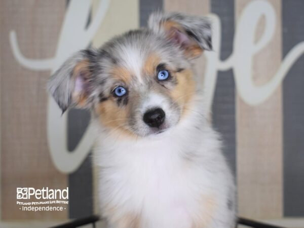 Toy Australian Shepherd-DOG-Female-Blue Merle-3326-Petland Lee's Summit, MO
