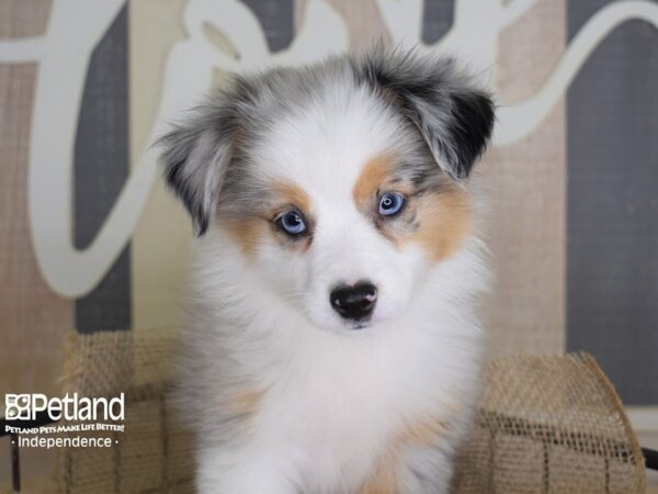 Toy Australian Shepherd-DOG-Female-Blue Merle-3330-Petland Lee's Summit, MO