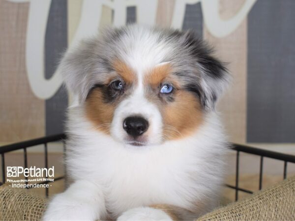 Toy Australian Shepherd-DOG-Male-Blue Merle-3328-Petland Lee's Summit, MO