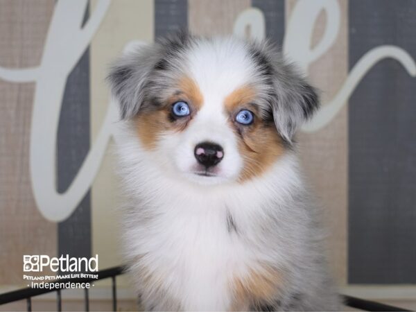 Toy Australian Shepherd-DOG-Female-Blue Merle-3329-Petland Lee's Summit, MO