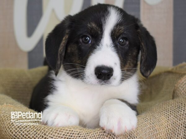 Cardigan Welsh Corgi-DOG-Male-Black Tri-3343-Petland Lee's Summit, MO