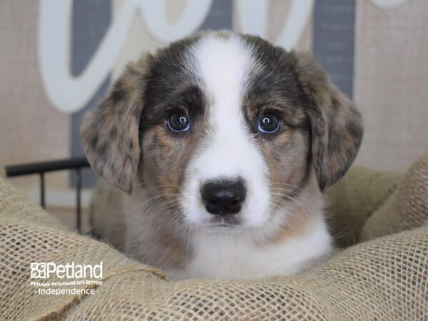 Cardigan Welsh Corgi-DOG-Male-Red Merle-3341-Petland Lee's Summit, MO