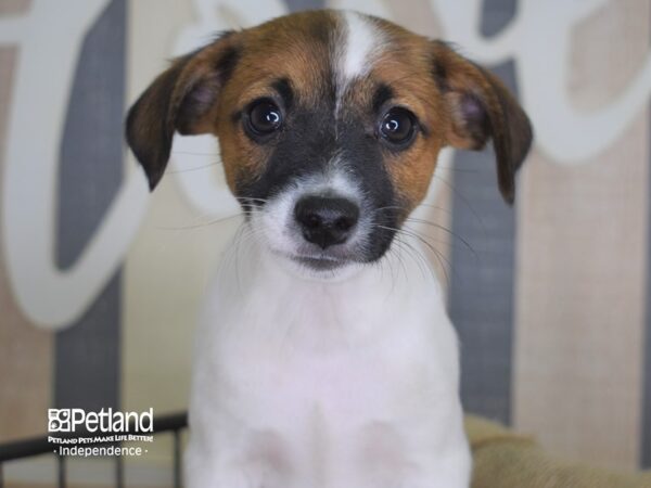 Jack Russell Terrier-DOG-Male-Tan & White-3340-Petland Lee's Summit, MO