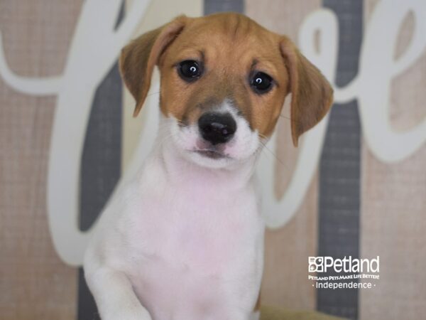 Jack Russell Terrier-DOG-Male-Tan & White-3339-Petland Lee's Summit, MO