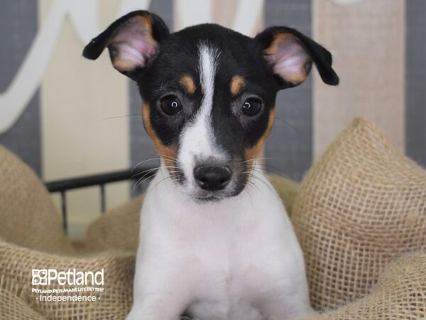 Jack Russell Terrier-DOG-Female-Tan & White-3337-Petland Lee's Summit, MO