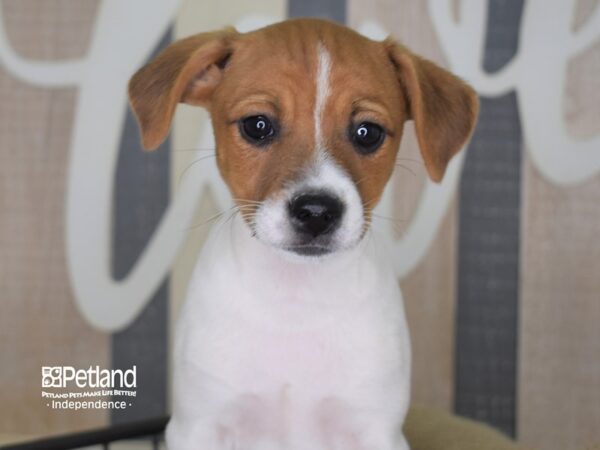 Jack Russell Terrier-DOG-Female-Tan & White-3338-Petland Lee's Summit, MO