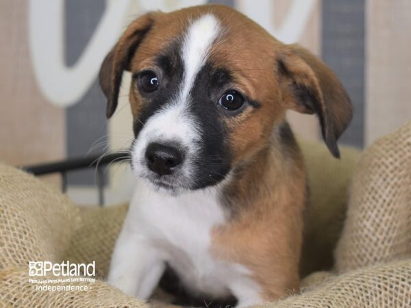 Jack Russell Terrier-DOG-Female-Tri-Color-3336-Petland Lee's Summit, MO
