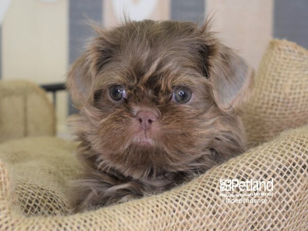 Shih Tzu-DOG-Male-Lilac & Tan-3346-Petland Lee's Summit, MO