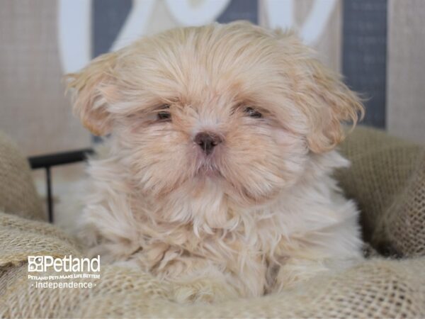Shih Tzu-DOG-Male-Lilac & Tan-3348-Petland Lee's Summit, MO