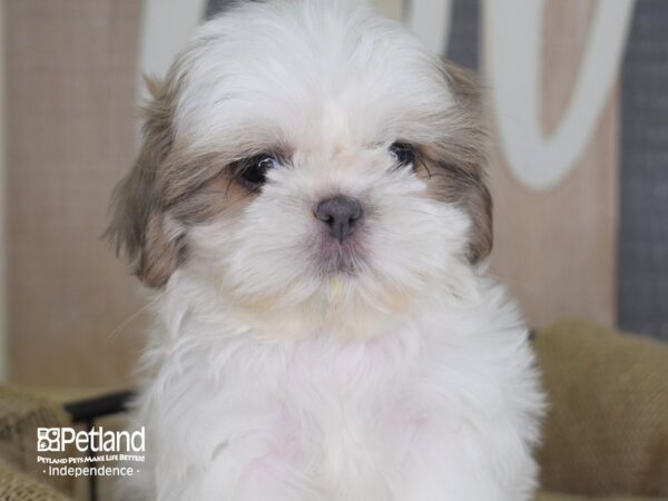 Shih Tzu-DOG-Female-Blue & White-3334-Petland Lee's Summit, MO