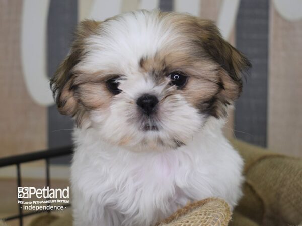 Shih Tzu-DOG-Female-Lavendar & White-3333-Petland Lee's Summit, MO
