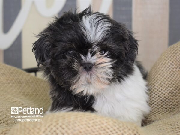 Shih Tzu-DOG-Female-Black and White-3350-Petland Lee's Summit, MO