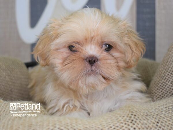 Shih Tzu-DOG-Female-Cream Lilac-3349-Petland Lee's Summit, MO