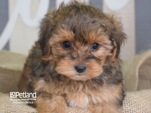 Yorkie Poo-DOG-Female-Sable-3352-Petland Lee's Summit, MO