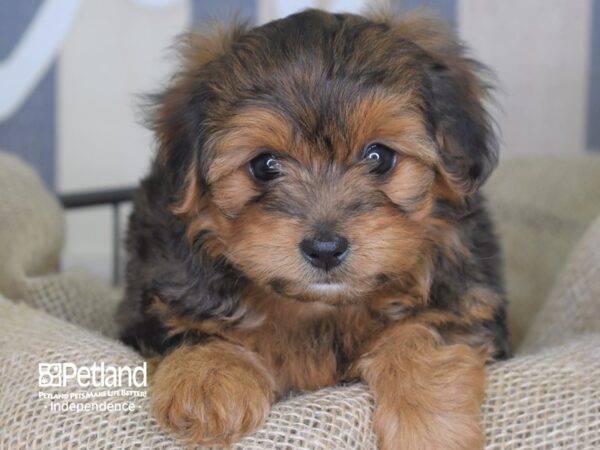 Yorkie Poo-DOG-Male-Sable-3351-Petland Lee's Summit, MO