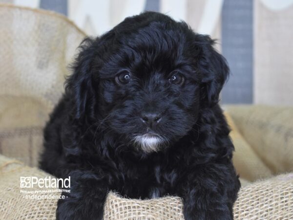 Yorkie Poo-DOG-Male-Black-3353-Petland Lee's Summit, MO