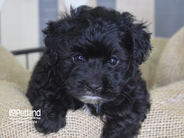 Yorkie Poo-DOG-Male-Black-3354-Petland Lee's Summit, MO