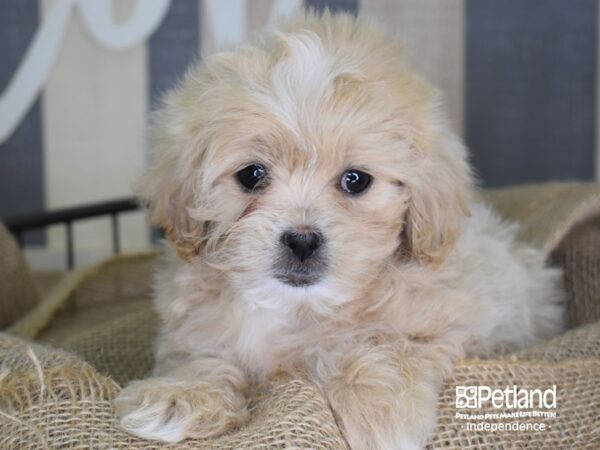 Peke-A-Poo-DOG-Female-Cream-3356-Petland Lee's Summit, MO