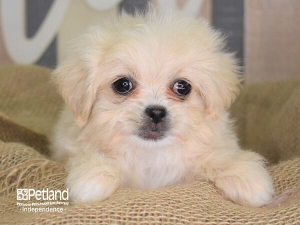 Peke-A-Poo-DOG-Female-Cream-3355-Petland Lee's Summit, MO