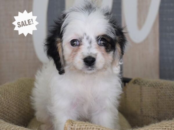 Cavapoo-DOG-Female-Black and White-3200-Petland Lee's Summit, MO