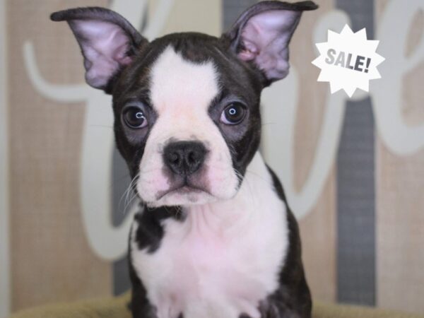Boston Terrier-DOG-Female-Black Brindle and White-3201-Petland Lee's Summit, MO