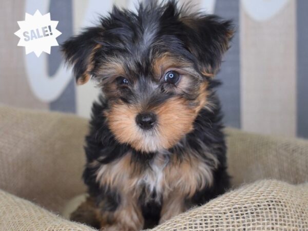 Yorkshire Terrier-DOG-Male-Black and Tan-3228-Petland Lee's Summit, MO