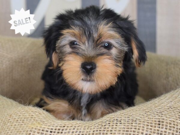 Yorkshire Terrier-DOG-Female-Black and Tan-3230-Petland Lee's Summit, MO
